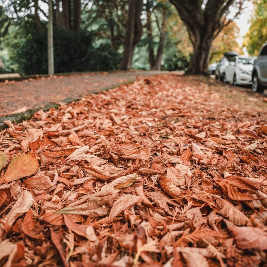 Seattle park during autumn
