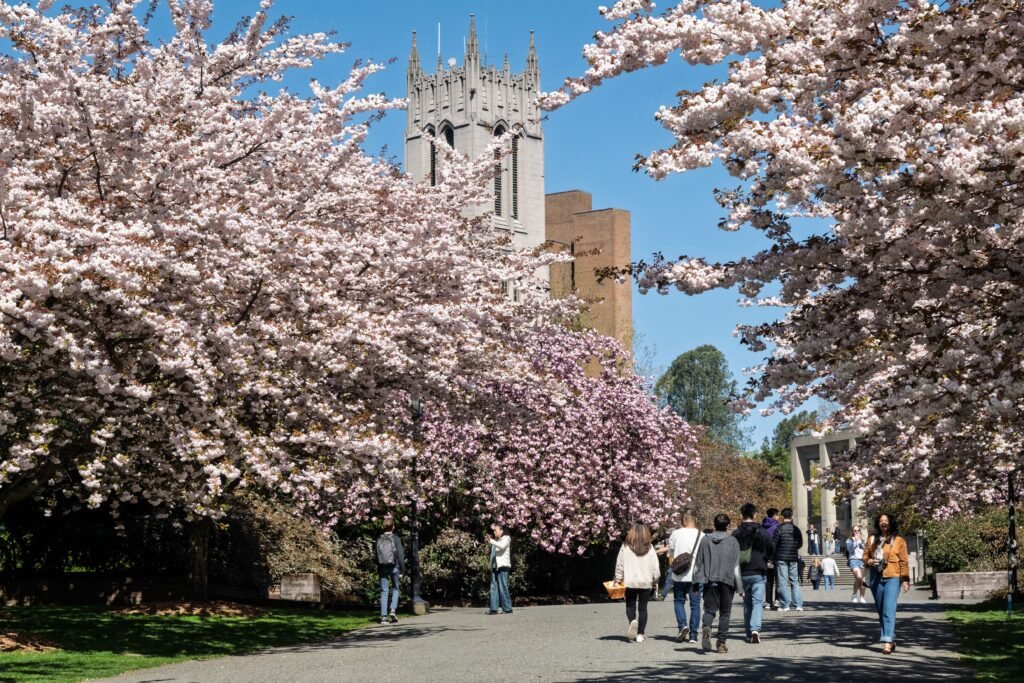 Cherry blossoms during spring in Seattle